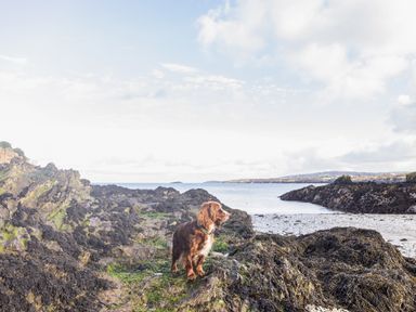 A brown dog standing on rocky coastline near sea water at Old Post Office in Bull Bay