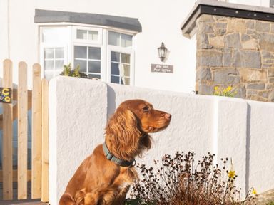 A brown dog sitting outside a white building with a wooden fence and stone wall at The Old Post Office in Bull Bay