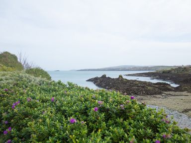 A coastal landscape with green shrubs and purple flowers overlooking a rocky shoreline and calm water at the Old Post Office in Bull Bay