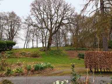 A garden with bare trees daffodils and bushes next to a curved driveway at Sethera in Ambleside