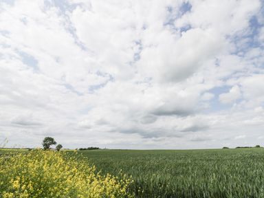 A large field with green crops and yellow flowers under a cloudy sky at Robins Nest Cottage in Brandesburton