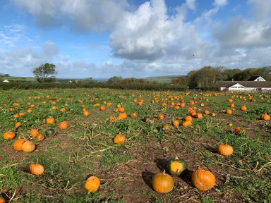 A pumpkin field with many pumpkins on the ground and a house in the background at The Farmhouse in Newport Pembrokeshire
