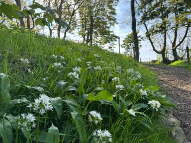 A grassy pathway with white flowers and trees along the side at The Granary in Newport Pembrokeshire