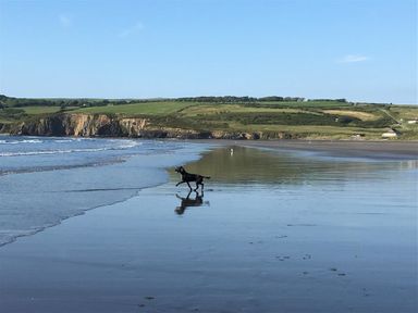 A dog walking on a wet sandy beach with cliffs and green hills in the background at Stable Cottage in Newport Pembrokeshire