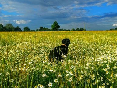 A black dog sitting in a field of white daisies and tall grass under a blue sky with clouds