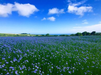 A field of blue flowers with green grass under a blue sky with clouds at Stable Cottage in Newport Pembrokeshire