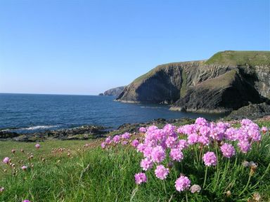 A coastal landscape with pink flowers in the foreground and cliffs by the sea at Stable Cottage in Newport Pembrokeshire
