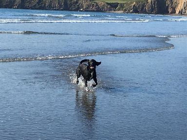 A black dog running through shallow water on a beach with cliffs in the background at Stable Cottage in Newport Pembrokeshire