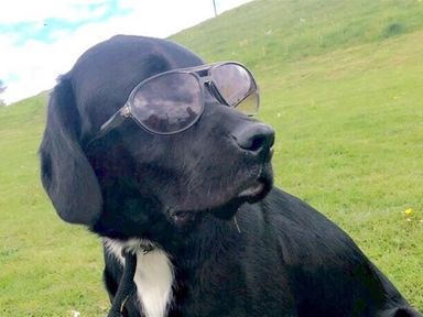 A black dog wearing sunglasses sitting on grass in an outdoor area at Stable Cottage in Newport Pembrokeshire