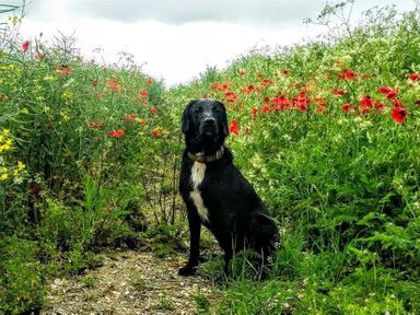 A black dog sitting on a dirt path surrounded by green plants and red flowers