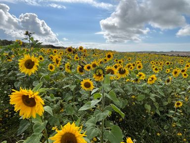 A field of sunflowers under a cloudy sky at Stable Cottage in Newport Pembrokeshire