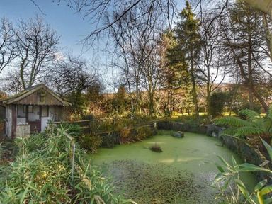 A small wooden shed next to a pond with green algae surrounded by trees and plants at Otter Cottage in Dinas Cross