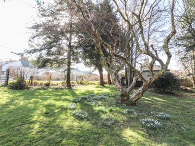A garden with grass a leafless tree patches of white flowers and houses in the background at Otter Cottage in Dinas Cross