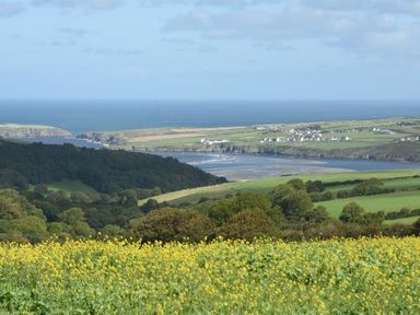 A field with yellow flowers overlooking green hills a river and the sea at Gellifor in St Dogmaels Pembrokeshire