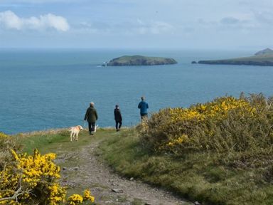 Three people walking on a coastal path with a dog near yellow bushes overlooking the sea and an island at Gellifor in St Dogmaels Pembrokeshire