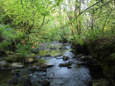 A forest stream with rocks and green trees surrounding the water at Pond Cottage in New Quay Ceredigion