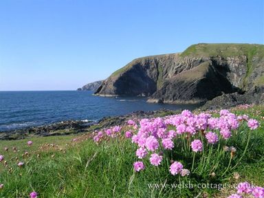 A coastal landscape with pink flowers in the foreground rocky cliffs and the sea at Gwelfor Newport in Newport Pembrokeshire