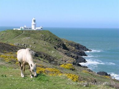 A white horse grazing on grass near a cliff with a lighthouse and ocean in the background at Panteurig Farmhouse in Strumble Head Goodwick Pembrokeshire