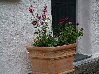 A flower pot with red purple and yellow flowers outside a building at Granston Cottage in Castlemorris Pembrokeshire