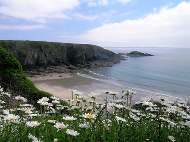 A beach with cliffs in the background and flowers in the foreground at Granston Cottage in Castlemorris Pembrokeshire