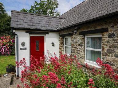 A stone cottage with a red door and pink flowers in front at Trawsnant Cottage in New Quay Ceredigion