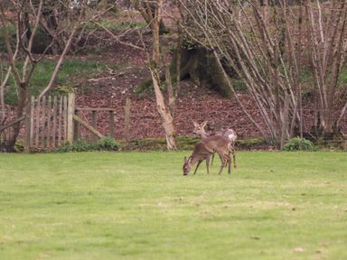 Two deer grazing on grass with trees and a wooden gate in the background at Deer Lodge in Wimborne Minster