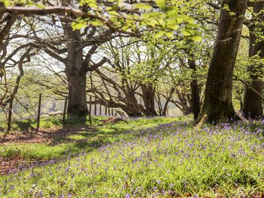 A forest area with tall trees and purple flowers on the ground at Deer Lodge in Wimborne Minster