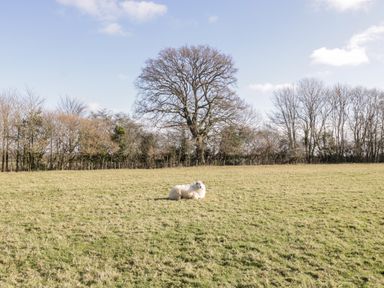 A field with a sheep lying on grass and trees in the background at Deer Lodge in Wimborne Minster