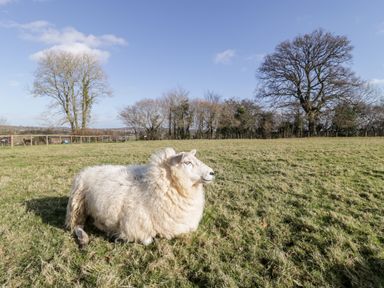 A sheep lying on grass in a field with trees in the background at Deer Lodge in Wimborne Minster