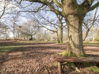 A wooded outdoor area with leaf-covered ground benches and bare trees at Deer Lodge in Wimborne Minster