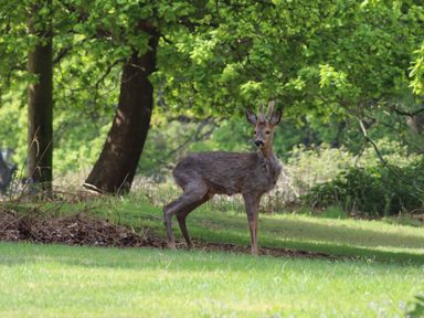 A deer standing on grass near trees in a forested area