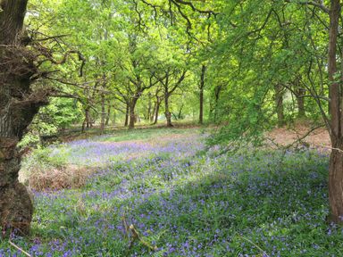 A wooded area with trees and a ground covered in bluebell flowers at Deer Lodge in Wimborne Minster
