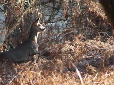 A deer standing on its hind legs in a woodland area with dry foliage at Deer Lodge in Wimborne Minster