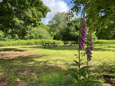 An outdoor grassy area with picnic benches fire pit and tall purple flowers surrounded by trees at Deer Lodge in Wimborne Minster