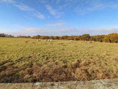 A grassy field with five sheep near bushes and houses at Rhiangwyn in Llanrhyddlad near Cemaes Bay