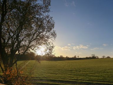 A tree with sparse leaves on a grassy field at sunset at Box Tree Escapes in Kirkby Lonsdale