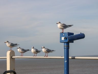 Five seagulls perched on a metal railing and a blue coin-operated telescope by the sea at Pebbles in Cromer