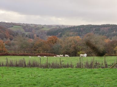 A green field with sheep grazing behind a wire fence and a forest with autumn trees in the background at Meadowsweet in Goathland