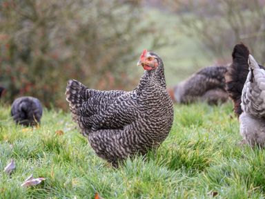A close up of a barred rock chicken standing on grass with other chickens in the background at Meadowsweet in Goathland