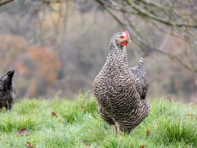A speckled hen standing on green grass in an outdoor setting