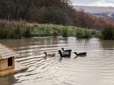 A pond with five ducks swimming near a small wooden duck house and grassy surroundings