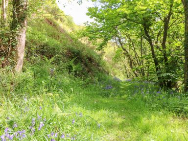 A woodland path with grass and bluebell flowers surrounded by trees and vegetation at Glyn Yr Efail in Moylegrove nr Newport and Cardigan