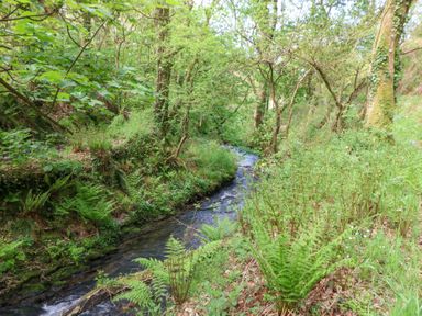 A small stream flowing through a wooded area with ferns and trees at Glyn Yr Efail in Moylegrove nr Newport and Cardigan