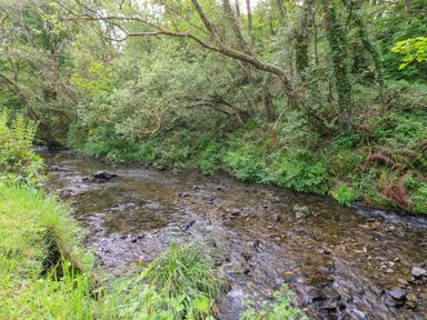 A shallow creek flowing through a wooded area with trees and green plants along the banks at Glyn Yr Efail in Moylegrove nr Newport and Cardigan