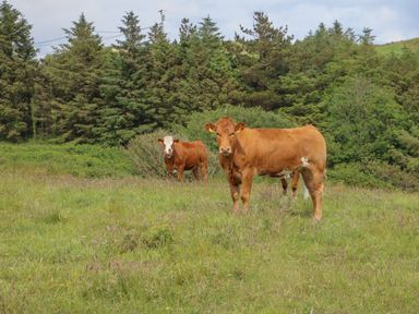 Two cows standing in a grassy field with trees in the background at Dooneen near Castletownshend County Cork