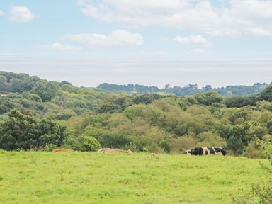 A grassy field with cows grazing and a tree-covered hillside in the background at Sebright in St Austell