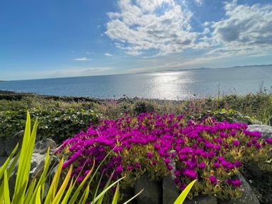 A coastal landscape with purple flowers in the foreground ocean water under a partly cloudy sky