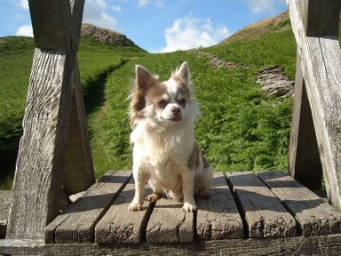 A small dog sitting on a wooden platform outdoors with green hills and blue sky in the background at Nest Barn in Keswick