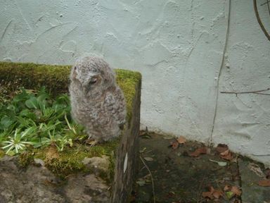 A small owl standing on a moss-covered stone surface next to green plants and a white textured wall