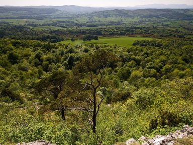 A landscape with dense forest and distant hills at Tipsy Gin Cottage in Crosthwaite